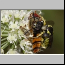 Tenthredo notha - Blattwespe 07b mit Hainschwebfliege.jpg